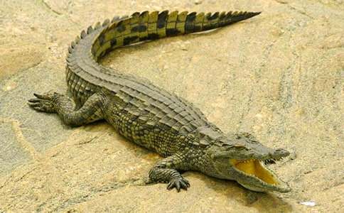 游廣州鱷魚(yú)公園500字作文