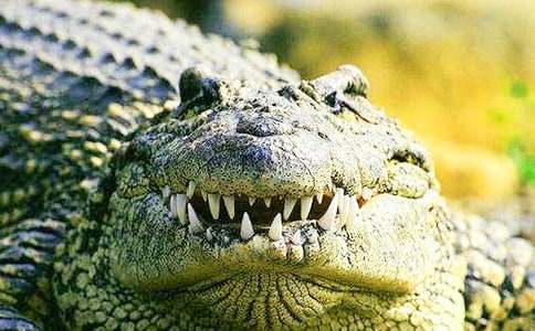 һֻ¹��һǧ�l�{�~ͯԒ����