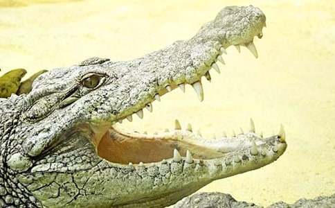 神奇的鱷魚作文400字(通用18篇)